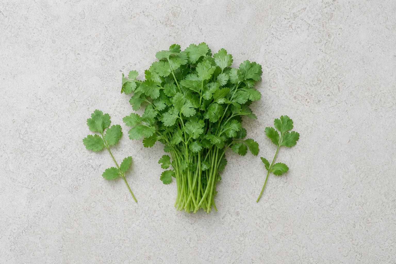 A fresh cilantro bunch with delicate lobed leaves, long stems and two loose sprigs on pale stone.