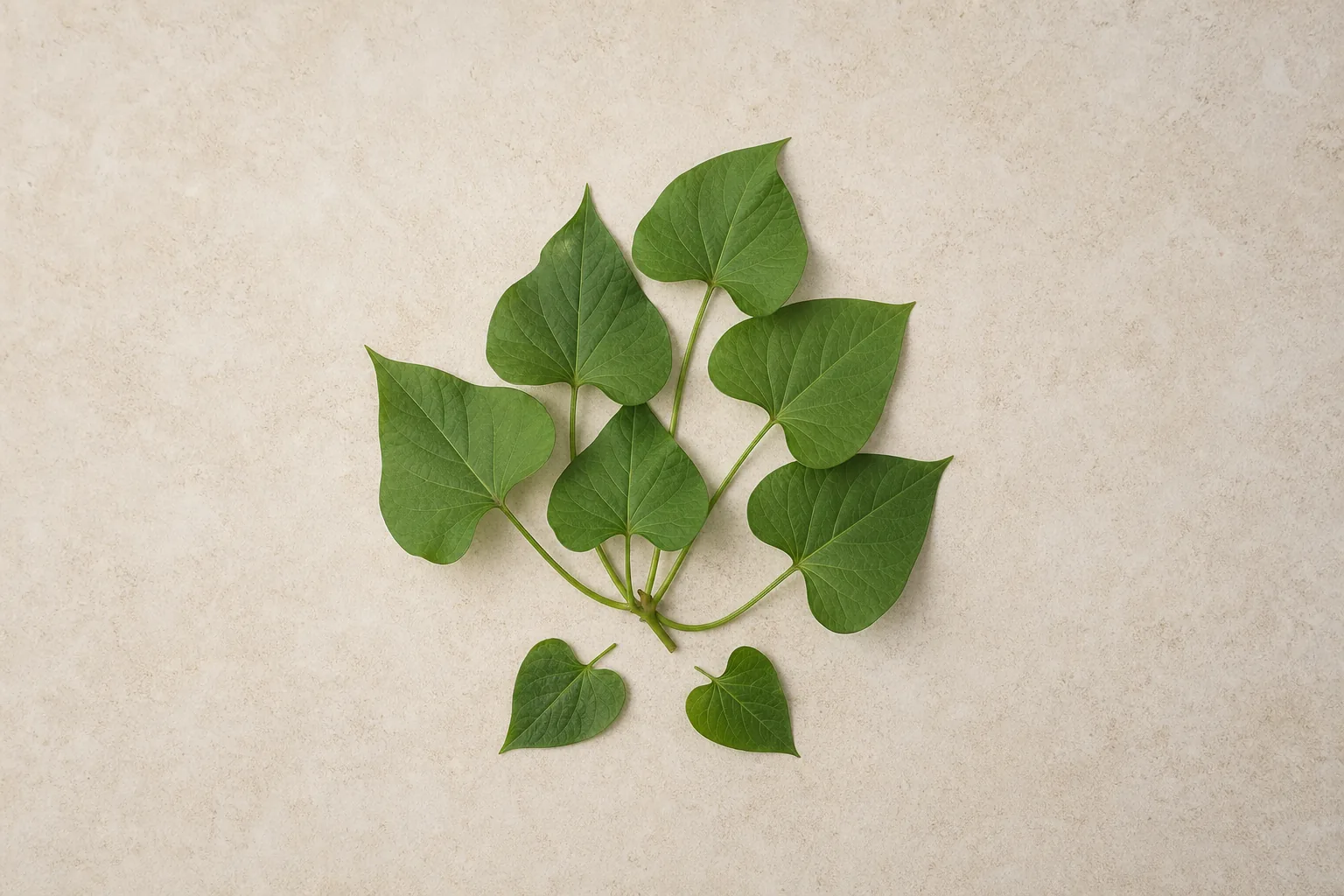Fresh raw sweet potato leaves with tender green stems arranged in a loose bundle.